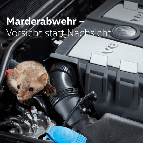 Marder in Motorhaube eines VW Pkws mit Text im Bild "Marderabwehr – Vorsicht statt Nachsicht".